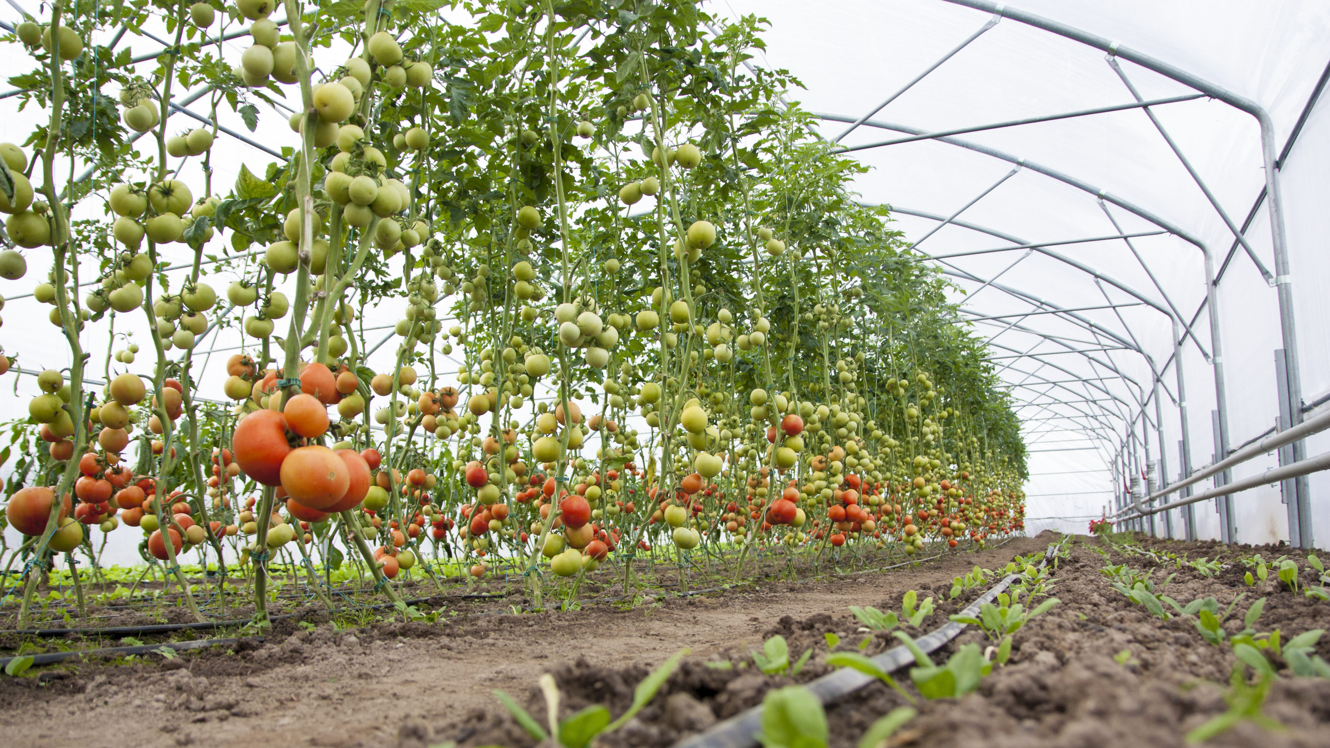 Greenhouse Tomatoes On Scale greenhouse-tomatoes-on-scale