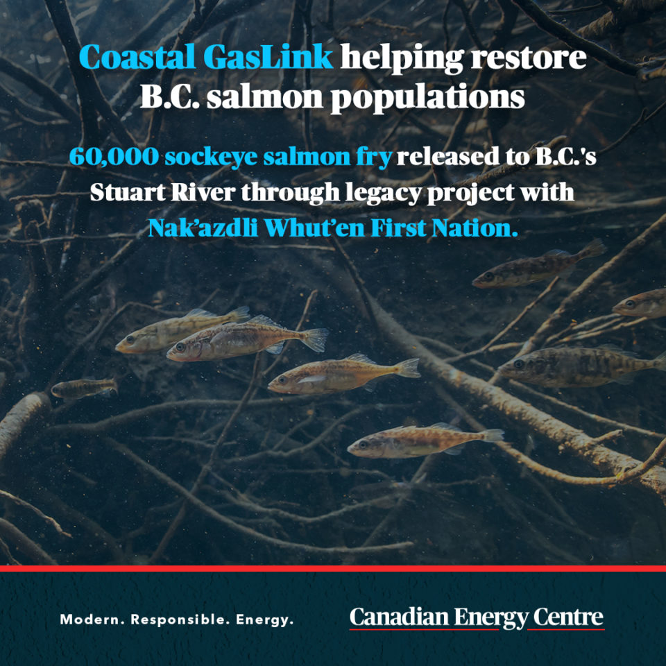 GRAPHIC CGL helps restore salmon population Canadian Energy Centre