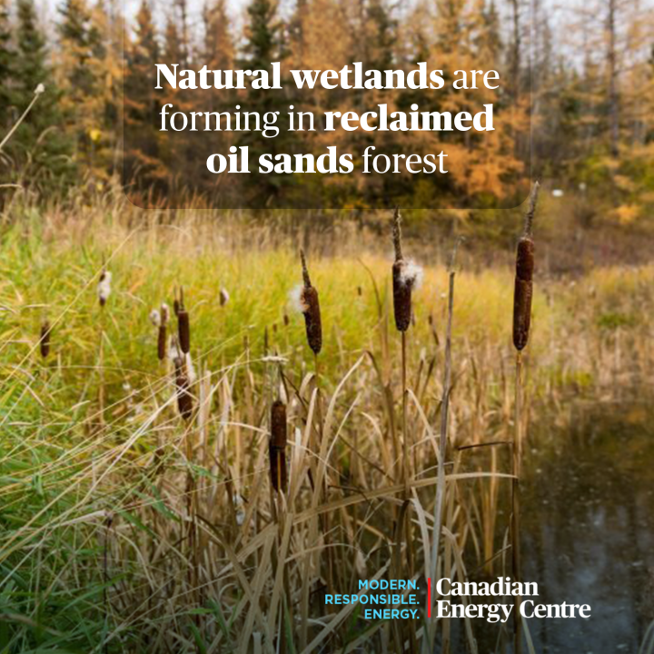 GRAPHIC: Natural wetlands are forming in reclaimed oil sands forest