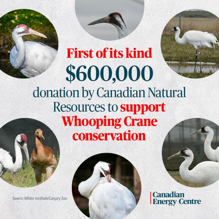 GRAPHIC: First of its kind $600,000 donation by Canadian Natural Resources to support Whooping Crane conservation